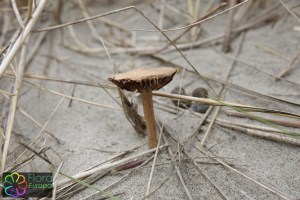 Psathyrella ammophila (7)_LR